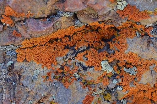 Multi color and types Crustose Lichen (organism that arises from algae or cyanobacteria and from fungi) on a boulder in the Oquirrh Mountains in Utah, USA near Salt Lake City