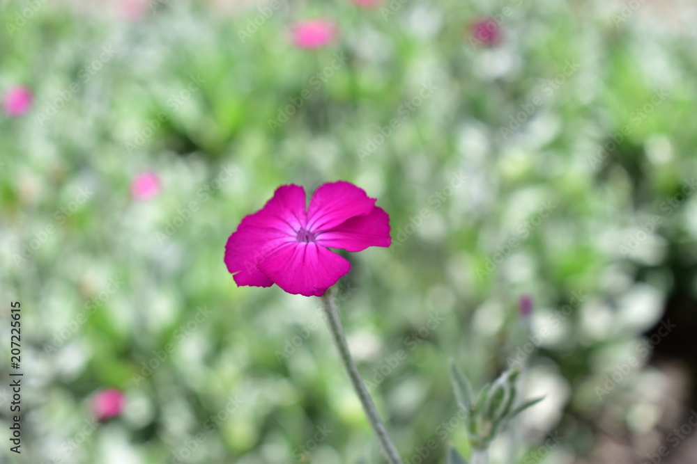 Fototapeta premium Growing in colors