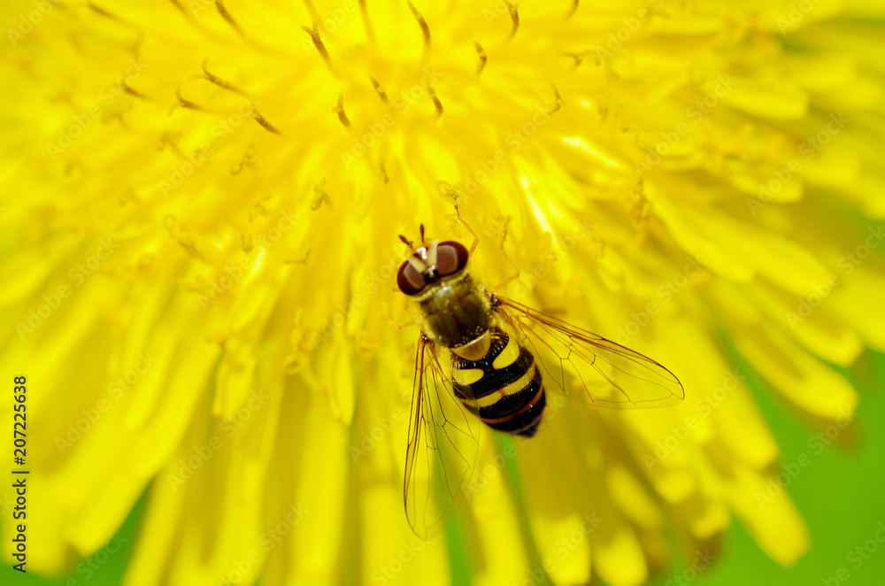 German wasp collects pollen from plants. German wasp collects pollen from plants.