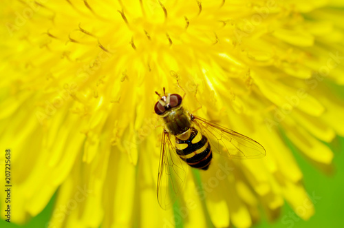 Fototapeta Naklejka Na Ścianę i Meble -  German wasp collects pollen from plants.