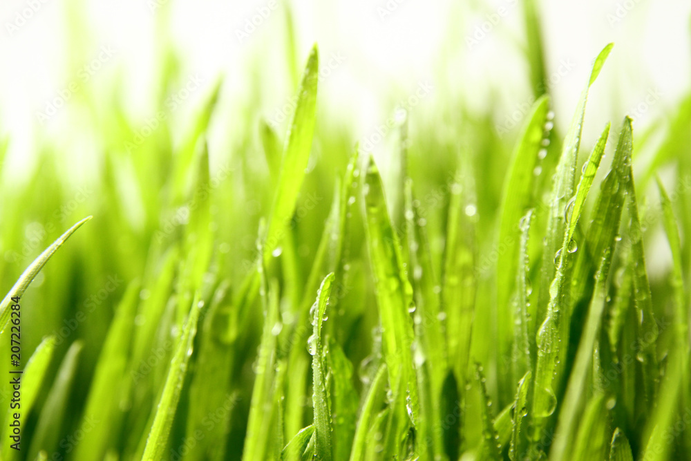 grass background / Wheatgrass is a food prepared from the freshly sprouted first leaves of the common wheat plant grass background / Wheatgrass is a food prepared from the freshly sprouted first leaves of the common wheat plant
