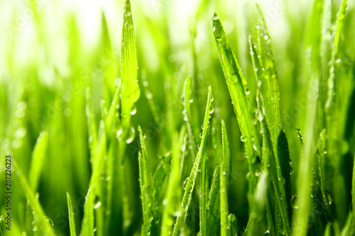 grass background / Wheatgrass is a food prepared from the freshly sprouted first leaves of the common wheat plant