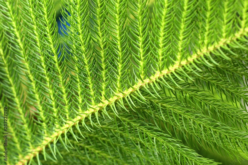 pine leaves in tropical