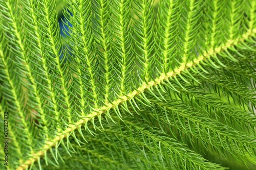 pine leaves in tropical