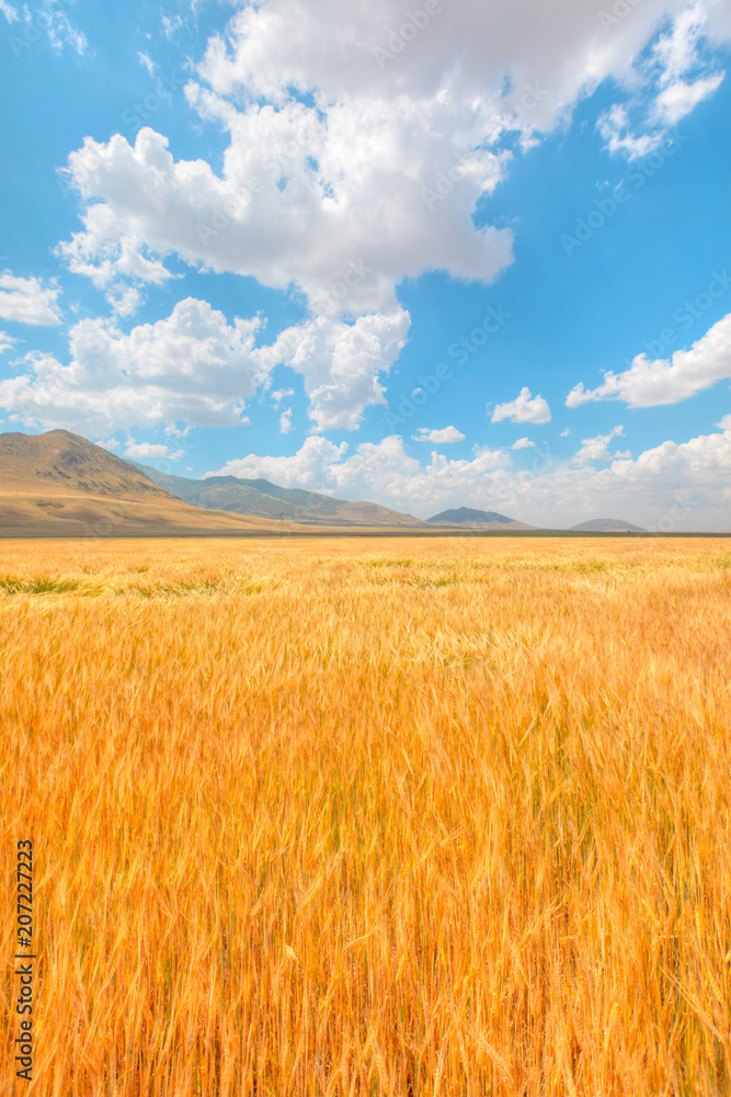 Beautiful landscape of golden dry wheat field ready for harvest growing in a farm field