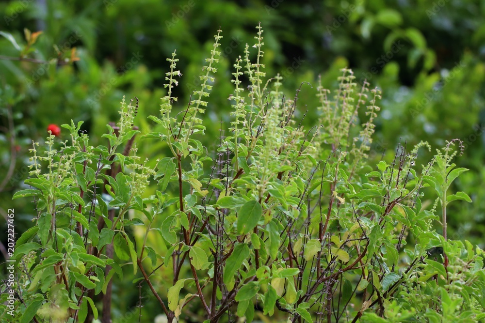 basil plant in garden