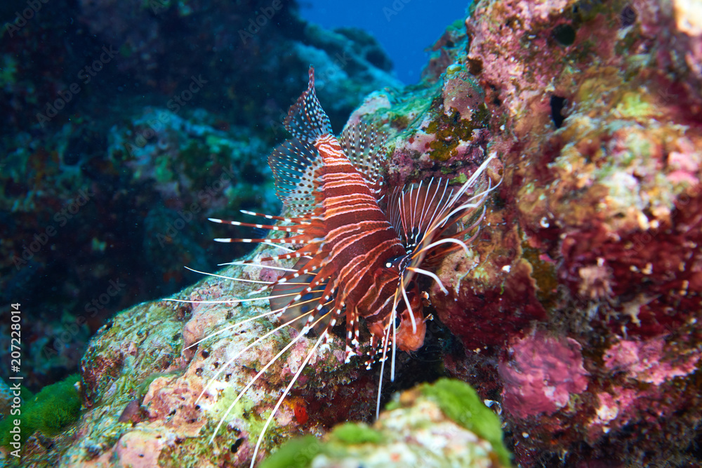 Lion fish Lion fish