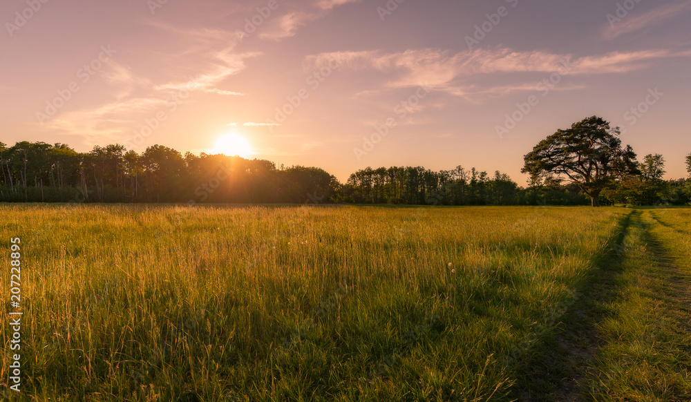 Sonnenuntergnag auf einer Sommerwiese- abendstimmung