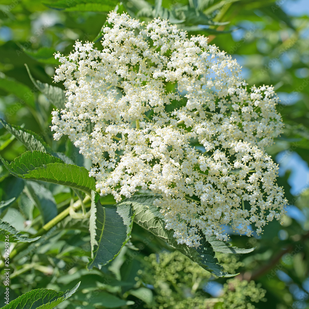 Holunderblüte, Sambucus nigra Stock-Foto | Adobe Stock