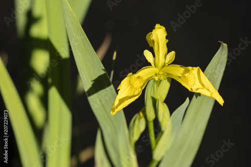 Fototapeta Naklejka Na Ścianę i Meble -  A yellow flower of a water-lily.