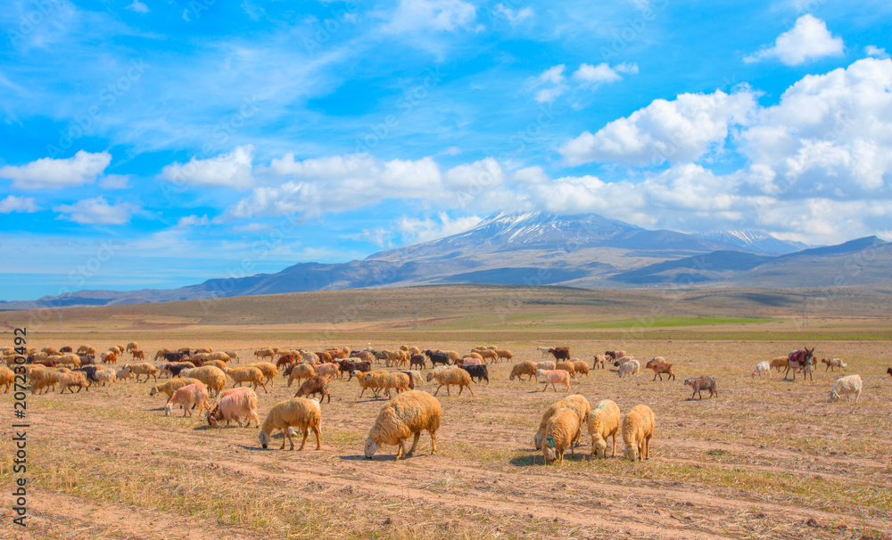 Obraz premium Herd of Sheep in the background Hasan Volcanic Mountain