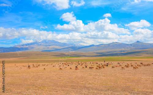 Herd of Sheep in the background Hasan Volcanic Mountain