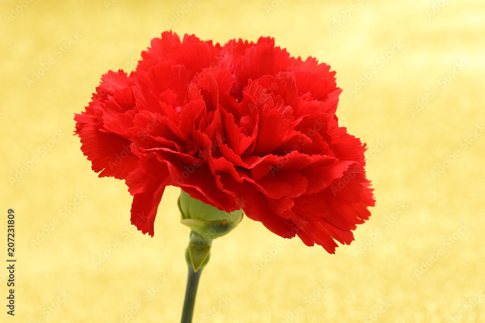 Red carnation flower close up Red carnation flower close up