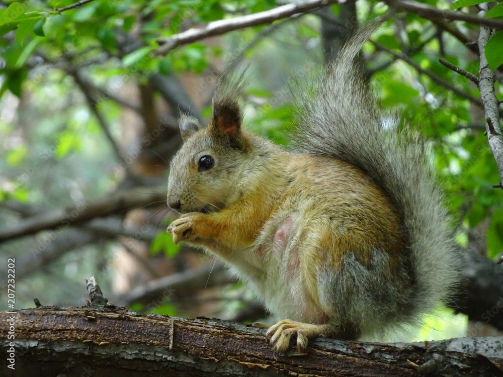 Rodent Squirrel - Nursing Mother