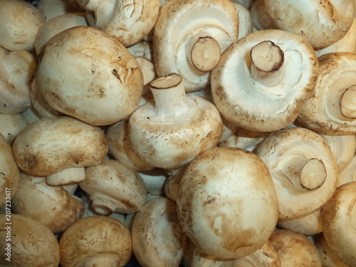 fresh mushrooms champignons