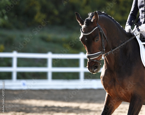 Horse in portraits, with bridle and recorded reins, in a dressage test..