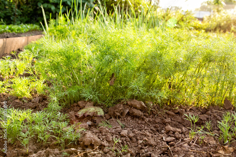 Green fragrant dill grows on the bed Green fragrant dill grows on the bed