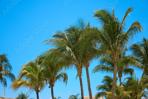 Fototapeta Naklejka Na Ścianę i Meble -  Leaves of coconut palms fluttering in the wind against blue sky. Bottom view. Bright sunny day. Riviera Maya Mexico.