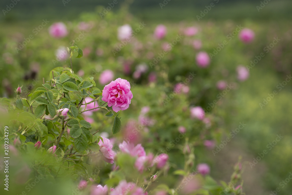 Rose Damascena fields, macro, close up. Bulgarian rose valley near Kazanlak. Rose Damascena fields, macro, close up. Bulgarian rose valley near Kazanlak.