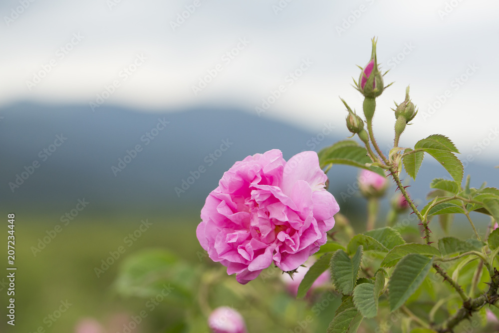 Fototapeta premium Rose Damascena fields, macro, close up. Bulgarian rose valley near Kazanlak. 