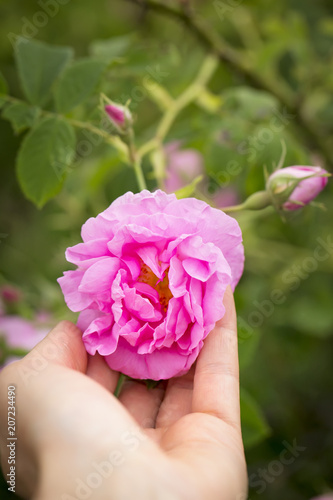 Rose Damascena in woman's hand. Bulgarian rose valley near Kazanlak. 