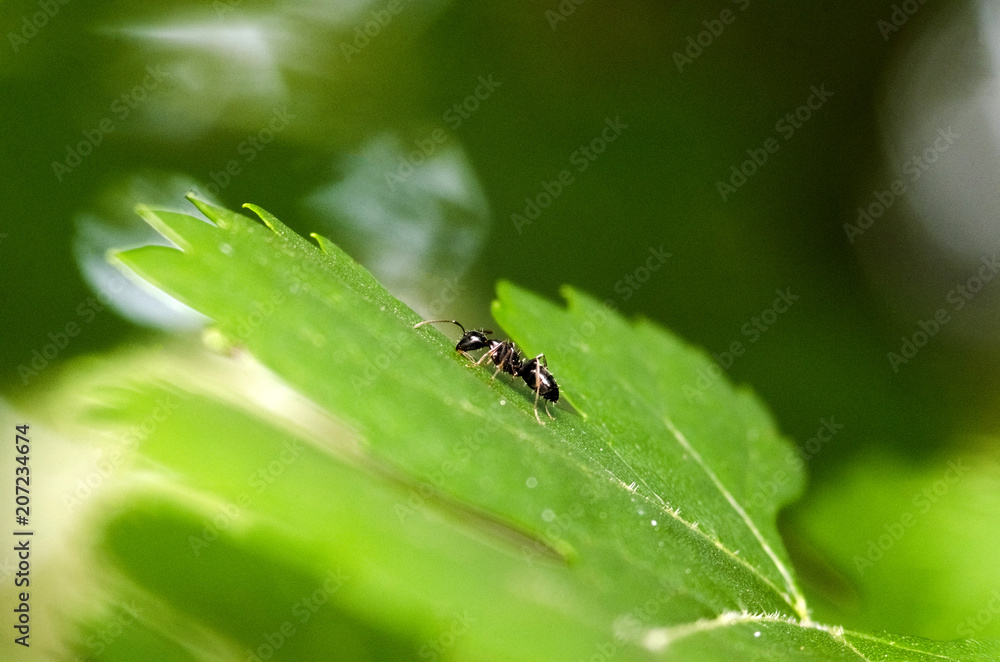 Black Ant On Green Leaf Black Ant On Green Leaf