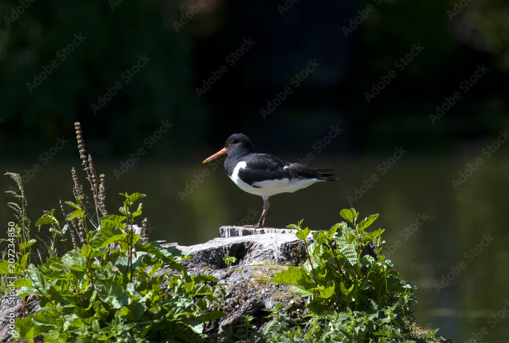 Oystercatcher at a pond in Drottningholm close to Stockholm Oystercatcher at a pond in Drottningholm close to Stockholm