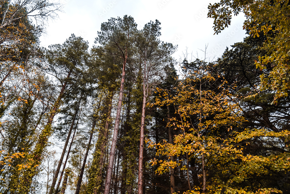 Fototapeta premium Low angle view of gold colored trees in forest