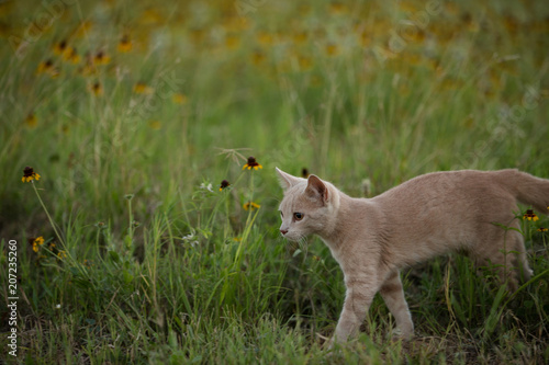 Orange cat exploring in flowers and green grass