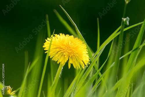 Fototapeta Naklejka Na Ścianę i Meble -  gelbe Löwenzahnblüte im Gras