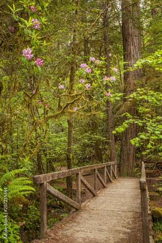 Wooden footbridge in Redwood National Park in California photo