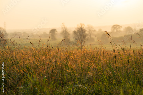Wild grass in the morning sunrise
