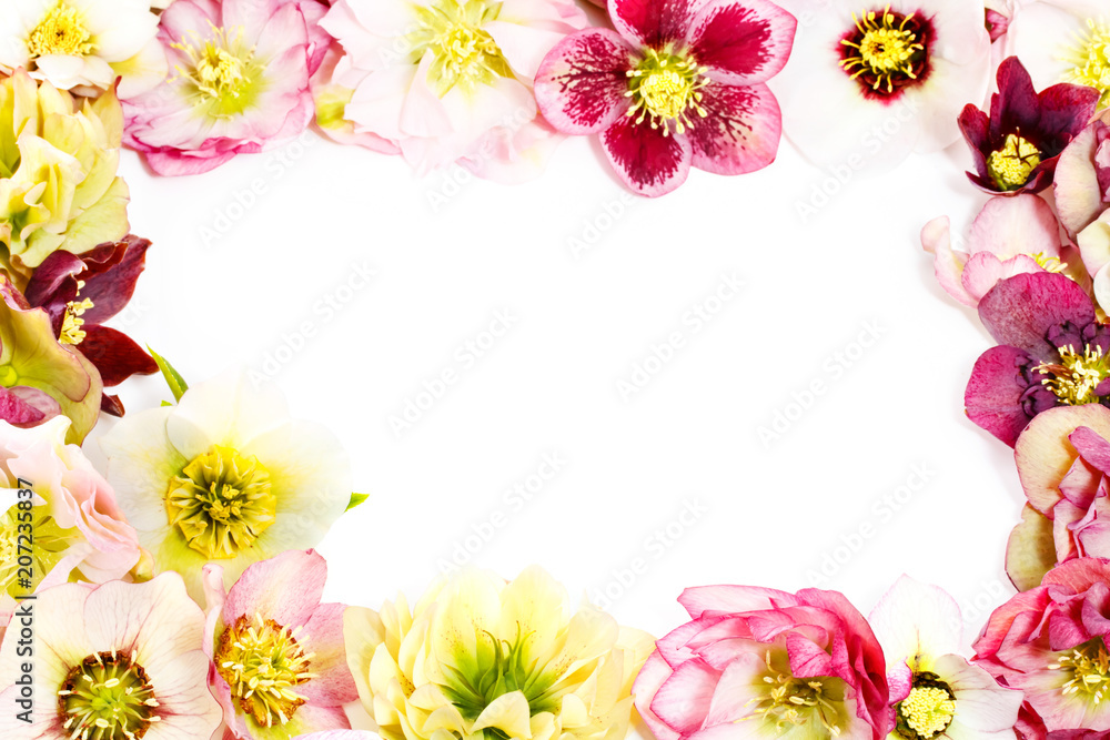 Obraz premium クリスマスローズの背景 枠