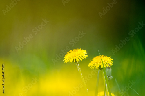 Fototapeta Naklejka Na Ścianę i Meble -  zwei einsame gelbe Löwenzahn Blüten in gelbgrüner Umgebung