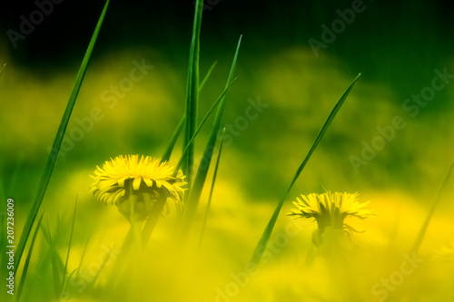 Fototapeta Naklejka Na Ścianę i Meble -  Löwenzahn Blüten in diffusem Licht