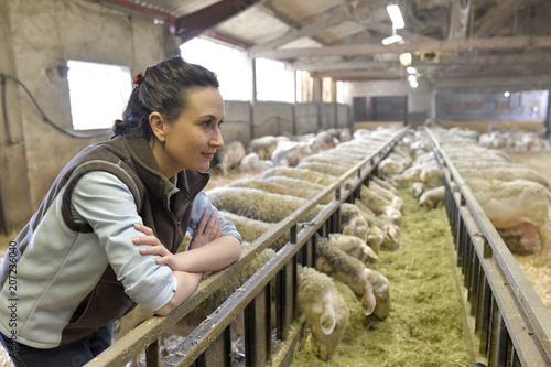 Schilderij op canvas Breeder in barn looking at sheep herd