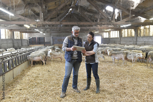 Foto Sheep breeder with veterinary in shed using digital tablet
