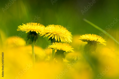 Fototapeta Naklejka Na Ścianę i Meble -  gelbe Löwenzahn Blüten in abstrakter Umgebung