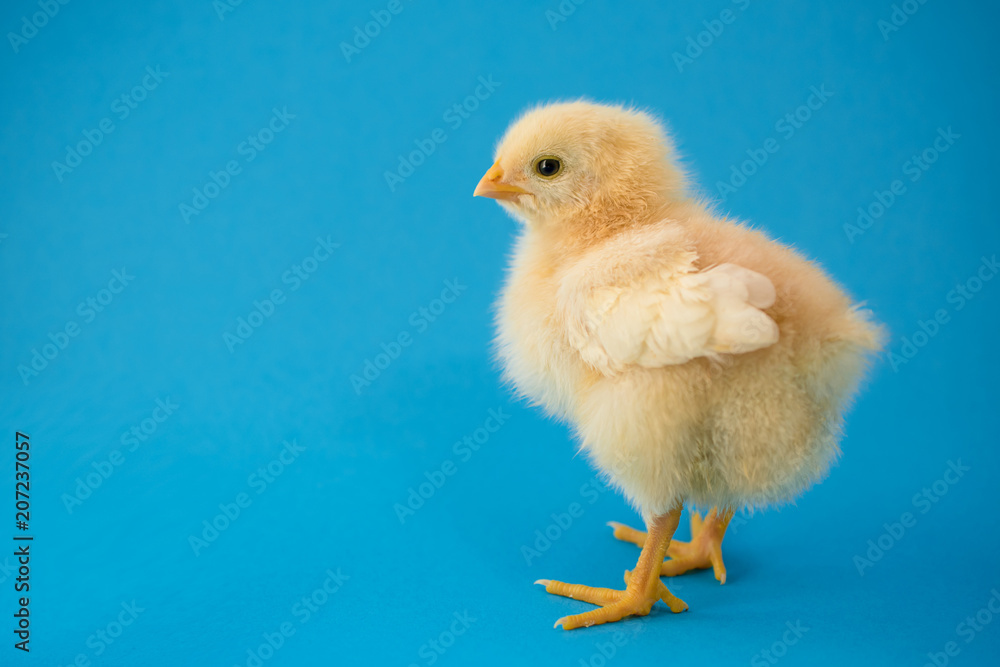 Newborn yellow chicken and broken eggs.