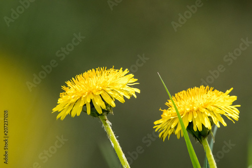 Fototapeta Naklejka Na Ścianę i Meble -  zwei gelbe Blüten Löwenzahn vor diffusem Hintergrund