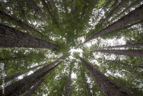 Tall Redwood Trees reaching to the canopy
