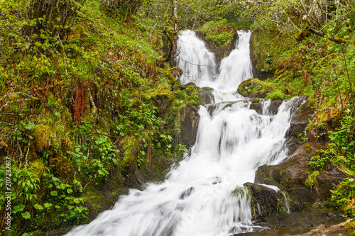 Bosque y cascadas  Arroyo de Bra  a Ronda. Reserva de la Biosfera del Valle de Laciana  Le  n  Espa  a.