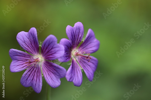 Fototapeta Naklejka Na Ścianę i Meble -  Endlich Sommer - Detailaufnahme von Blüten des Storchschnabels