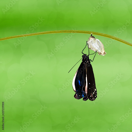 Common Crow butterfly ( Euploea core ) emerged from pupa hanging on twig photo