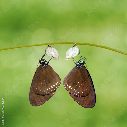 Common Crow butterfly ( Euploea core ) emerged from pupa hanging on twig photo