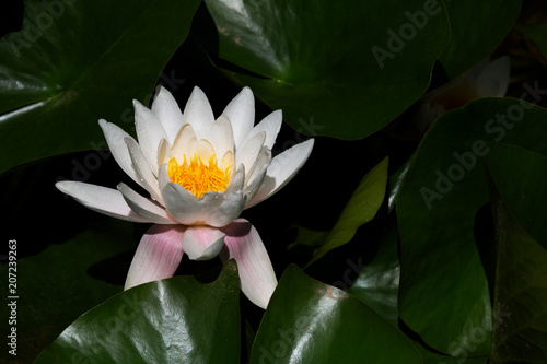 Lotus blanc - Nelumbo Nucifera