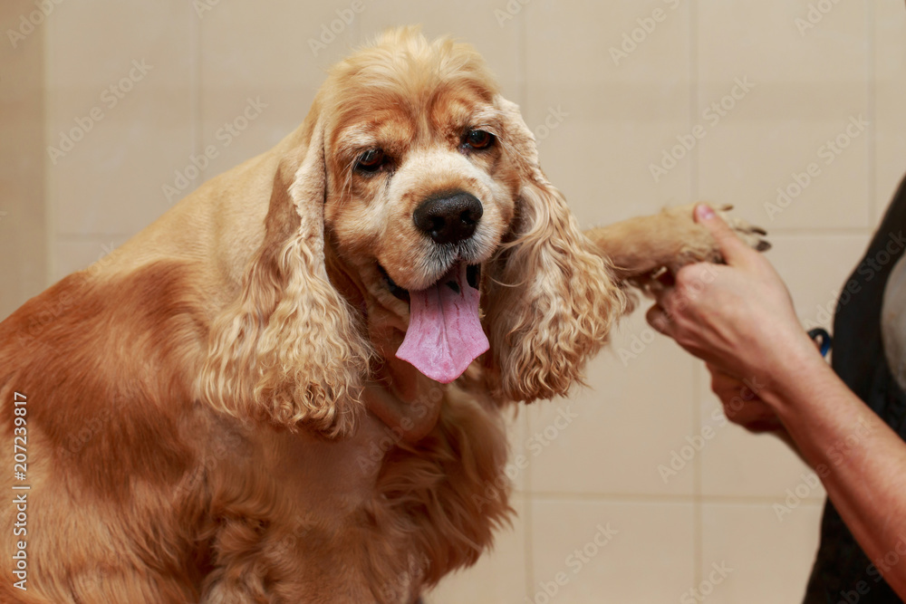 Grooming the hair of dog