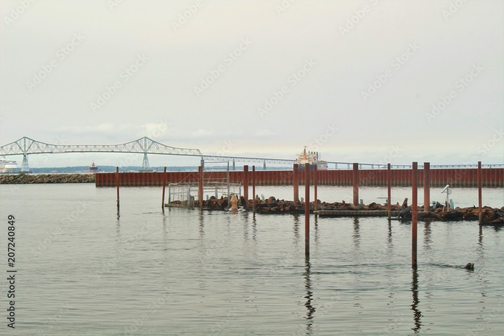 Fishing harbor with sea lions resting on the docks in Astoria, Oregon