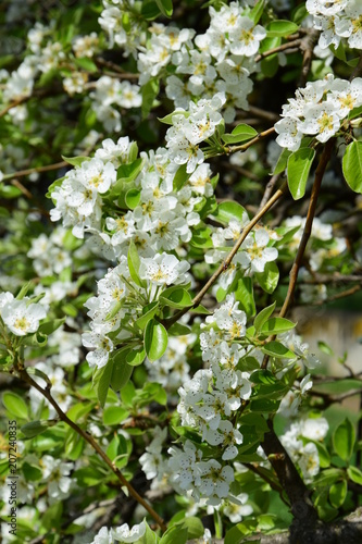 Weiße Blüten, Birnenblüten 
