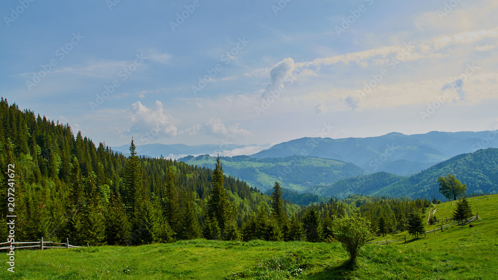 Panorama of Carpathian mountains hills in the summer morning. Beautiful nature in Ukraine